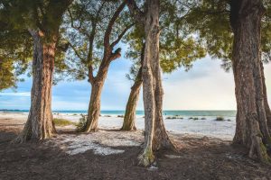 Trees on the beach image